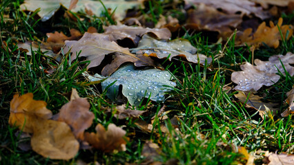 Fallen leaves of trees on the ground. Blurred defocused autumn background for web design