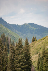 forest in the mountains