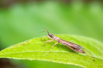 stinkbug on plant leaves in nature, North China Plain