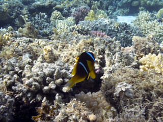 Fototapeta na wymiar Underwater coral reef background. Red Sea
