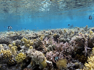 Naklejka na ściany i meble Underwater coral reef background. Red Sea