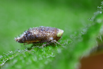 Leafhopper on wild plant, North China