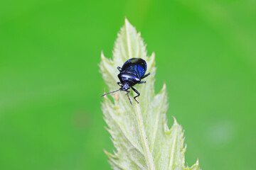Fototapeta premium stinkbug on plant leaves in nature, North China Plain