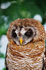 ミミズクのクローズアップ