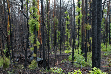 Obraz premium After the bushfire in Australia. 