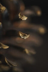 Spruce pine cone on a black background. Minimalism.