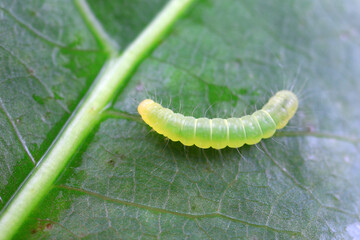 Lepidoptera larvae on wild plants, North China