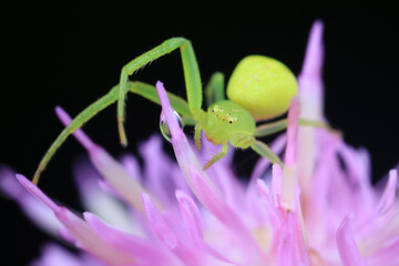 Spiders on wild plants, North China