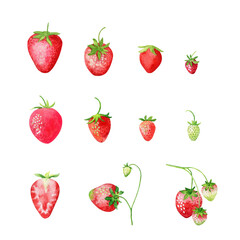 strawberry watercolor clipart isolated
