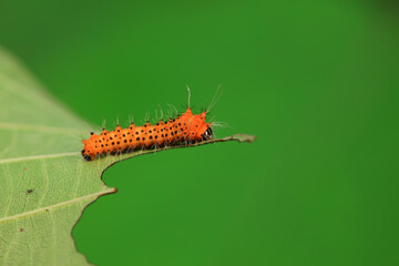 The larvae of the green tailed silkworm moth are on the green leaves
