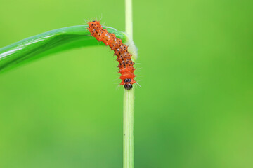 The larvae of the green tailed silkworm moth are on the green leaves