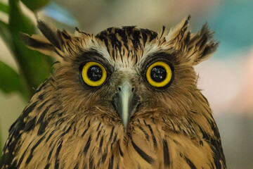 close up the eyes of owl