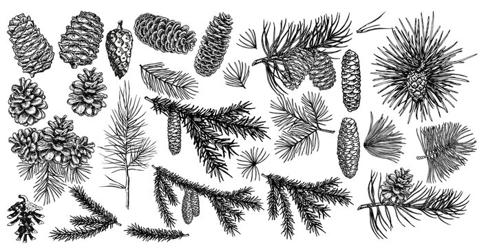 Spruce branches, pine, cones sketch set. Brushes, wreath, line borders. Christmas tree decor elements for invitations, card, banner. New year holiday vector. Nature Winter template