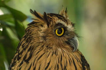 close up the eyes of owl