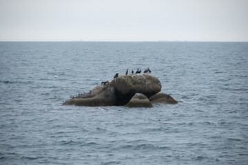 Groupe de cormorans sur un rocher .