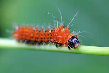 The larvae of the green tailed silkworm moth are on the green leaves