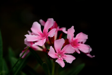Fototapeta premium Nerium oleander, Blooming pink oleander flower, Bouquet of pink blossom oleander in the garden on dark background.
