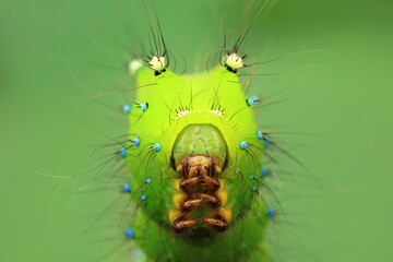 The larvae of the green tailed silkworm moth are on the green leaves