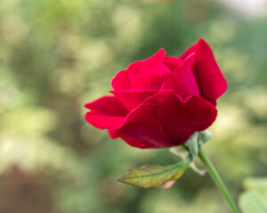 vivid red rose flower closeup in the garden as an out of focus green background