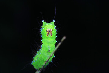 The larvae of the green tailed silkworm moth are on the green leaves