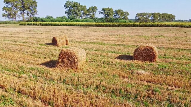 Aero drone flight over wheat field with rick straw bales
