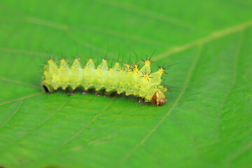 The larvae of the green tailed silkworm moth are on the green leaves