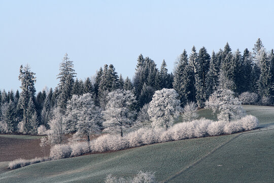 Hoar frost in the landscape