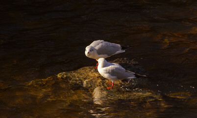 jesienny spacer, ptasie pogaduszki