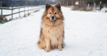 A snow dog on a winter day in cold Sweden