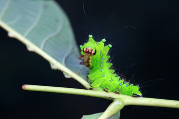 The larvae of the green tailed silkworm moth are on the green leaves