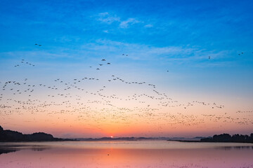 日本　伊豆沼の渡り鳥の朝の飛び立ち