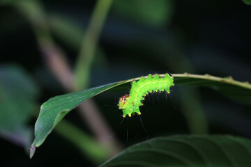 The larvae of the green tailed silkworm moth are on the green leaves