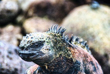Portrait Of Marine Iguana On Rock At Galapagos Islands