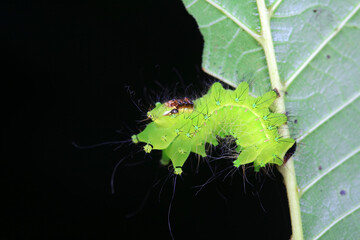 The larvae of the green tailed silkworm moth are on the green leaves