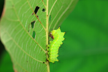 The larvae of the green tailed silkworm moth are on the green leaves