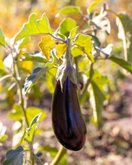Eggplant grows on a plant. Harvest in the garden