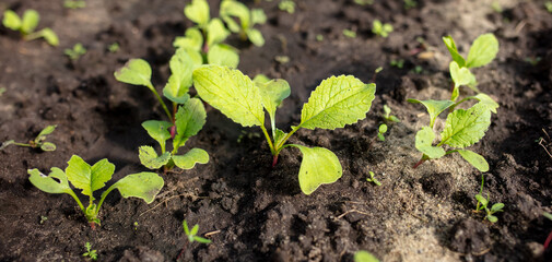 Small sprouts of radish in the garden. Nature