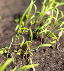 Green dill grows in the garden. Nature
