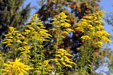 Goldrute im Garten