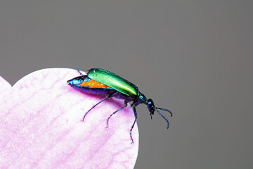 Green genkwa on wild plants, North China