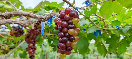 bunch of grapes