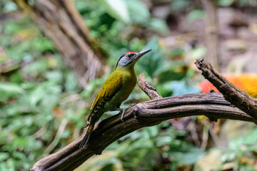 Grey-Headed Woodpecker bird on tree