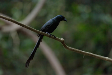 Racket-tailed Treepie on tree in forest.