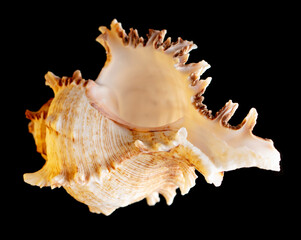 Seashell isolated on black background. Subject