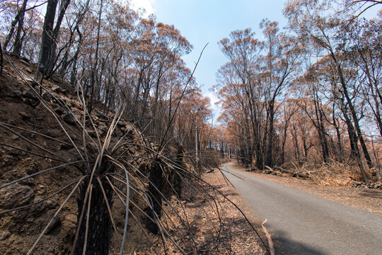 After the bushfire in Blue mountains, Australia. 