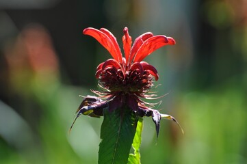 Indianernessel im Garten