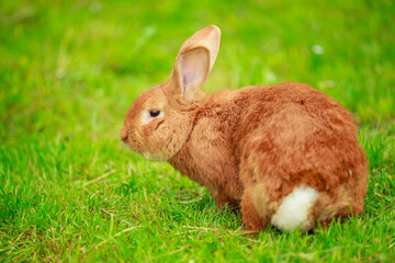 big red rabbit close up