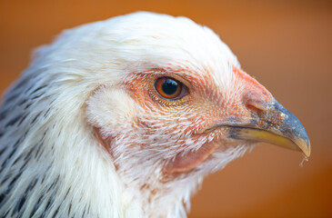 Close up portrait of hen