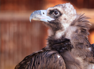Close up portrait of a vulture