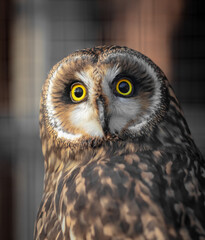 Close up portrait of an owl